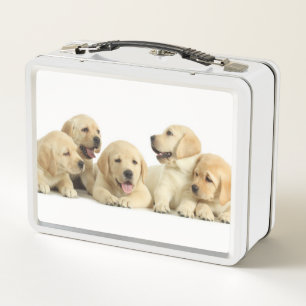 Lunch Box Pupin doré du Labrador