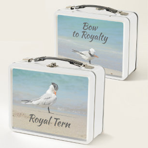 Lunch Box Royal Tern Seabirds Bow to Pourcentage Beach