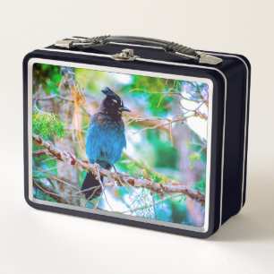 Lunch Box Steller's Jay - Photographie originale