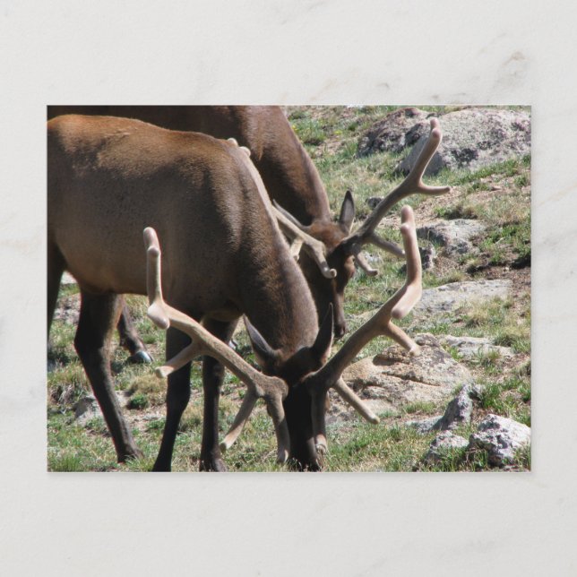 Lunch time postcard (Front)