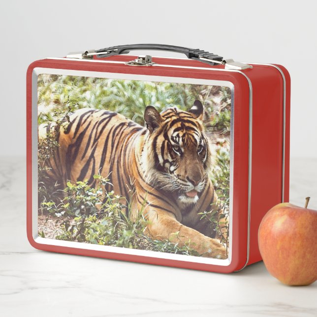 Lunchbox en métal sauvage de Tigre de Sumatran (En situation)