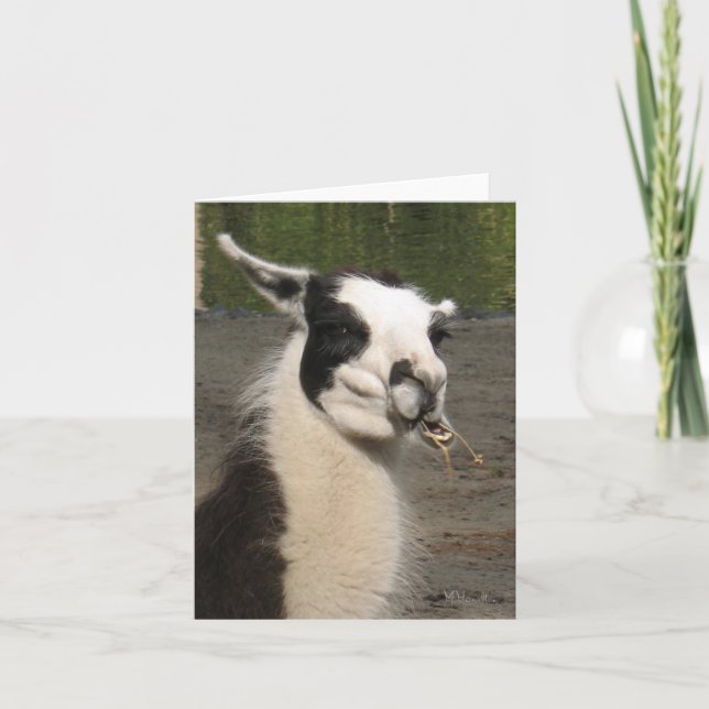 Lunching Llama Note Cards (Front)