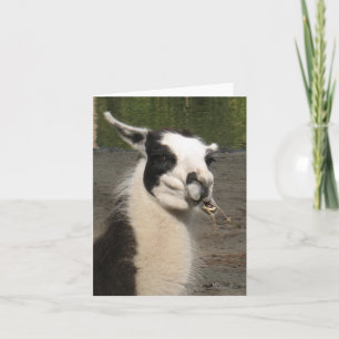 Lunching Llama Note Cards