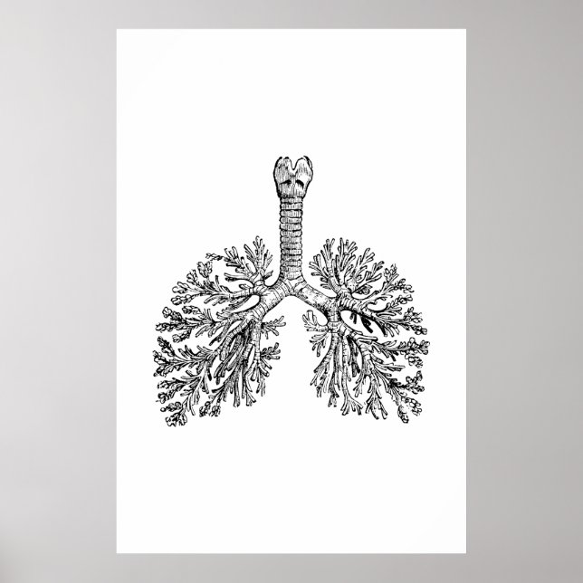 Lungs Anatomy Illustration Poster (Front)