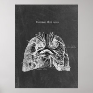 Lungs Anatomy with Chalkboard Aesthetics Poster