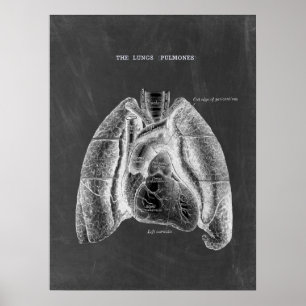 Lungs Anatomy with Chalkboard Aesthetics Poster