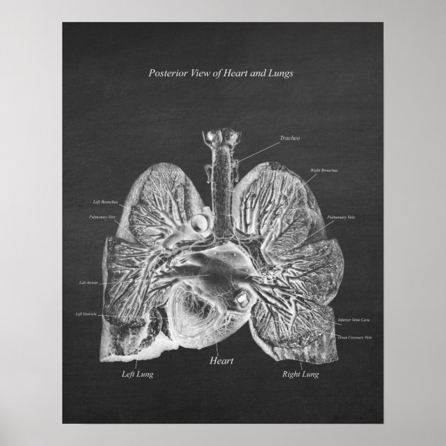 Lungs Heart Anatomy Art Decor Posterior View (Front)