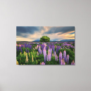 Lupin Field in New Zealand Canvas Print