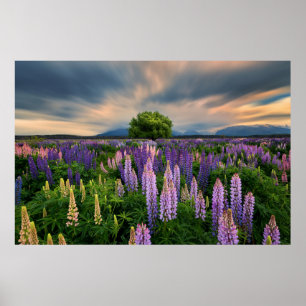 Lupin Field in New Zealand Poster