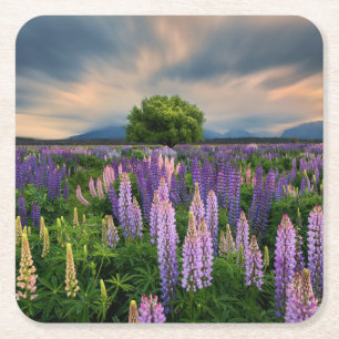 Lupin Field in New Zealand Square Paper Coaster