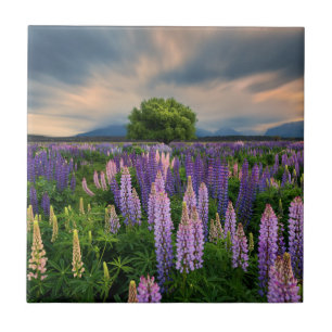 Lupin Field in New Zealand Tile