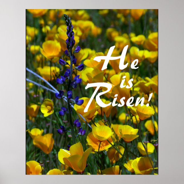 Lupin & Poppies He is Risen! Print (Front)