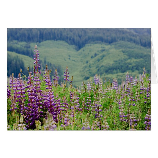 Lupine 01 (Front Horizontal)