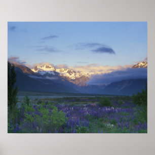 Lupine and the Main Divide, Arthur's Pass, South Poster