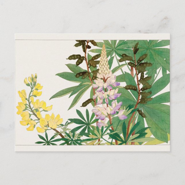 Lupine by Tanigami Konan Postcard (Front)