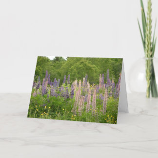 Lupine Card