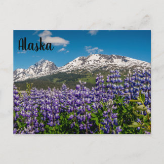Lupine dans Bloom Alaskan Carte postale