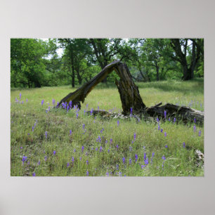 Lupine, Fallen Oak Tree Poster