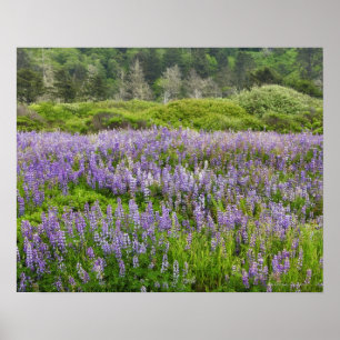 Lupine field, Humbolt coast, California, USA. Poster