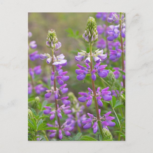 Lupine flower postcard (Front)