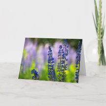 Lupine Happy Hanukkah