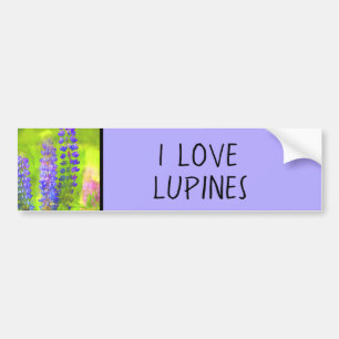 Lupine Painting - Original Flower Art Bumper Sticker