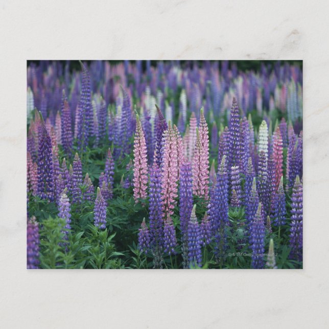 Lupine Postcard (Front)