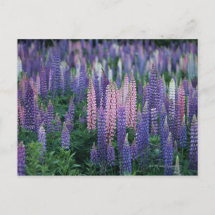 Lupine Postcard