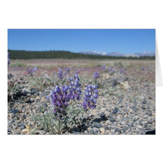 Lupine près du parc national Yosemite