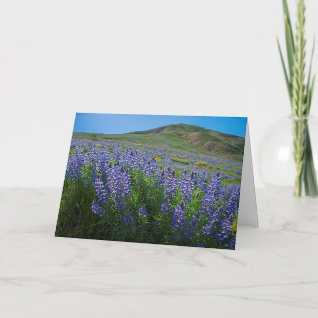 Lupine spring bloom blank card (Front)