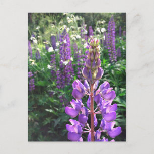Lupine summer postcard