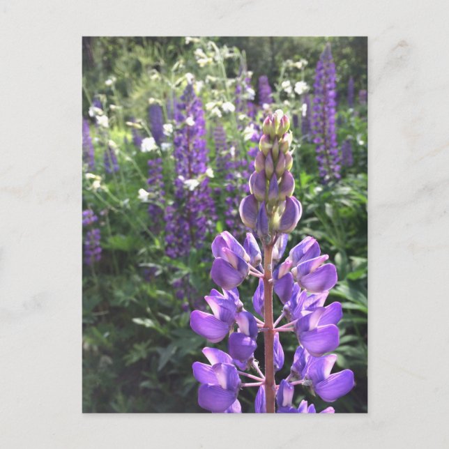 Lupine summer postcard (Front)