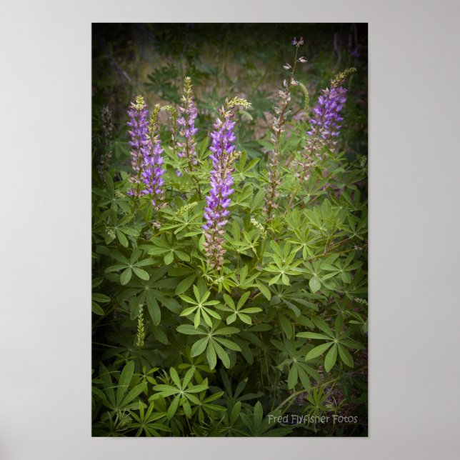 Lupine Vignette Poster (Front)