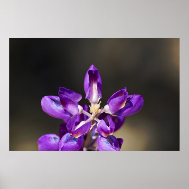 Lupine Wonder Poster (Front)