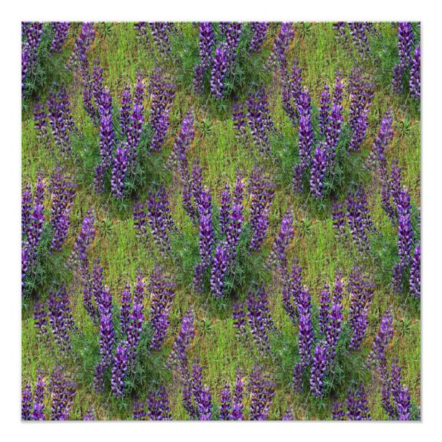 Lupines Galore... Poster (Front)