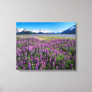 Lupines in Bloom   Kenai Mountains, Alaska Canvas Print
