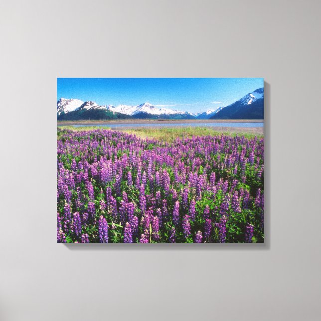 Lupines in Bloom | Kenai Mountains, Alaska Canvas Print (Front)