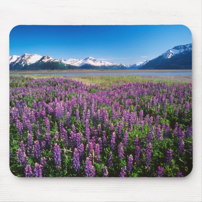 Lupines in Bloom | Kenai Mountains, Alaska Mouse Pad (Front)