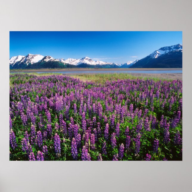 Lupines in Bloom | Kenai Mountains, Alaska Poster (Front)