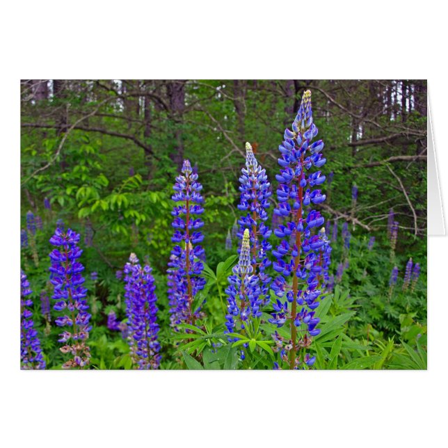 Lupins (Devant horizontal)