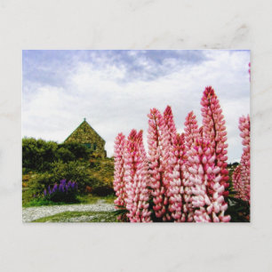 Lupins roses @ Lake Tekapo Nouvelle-Zélande Carte
