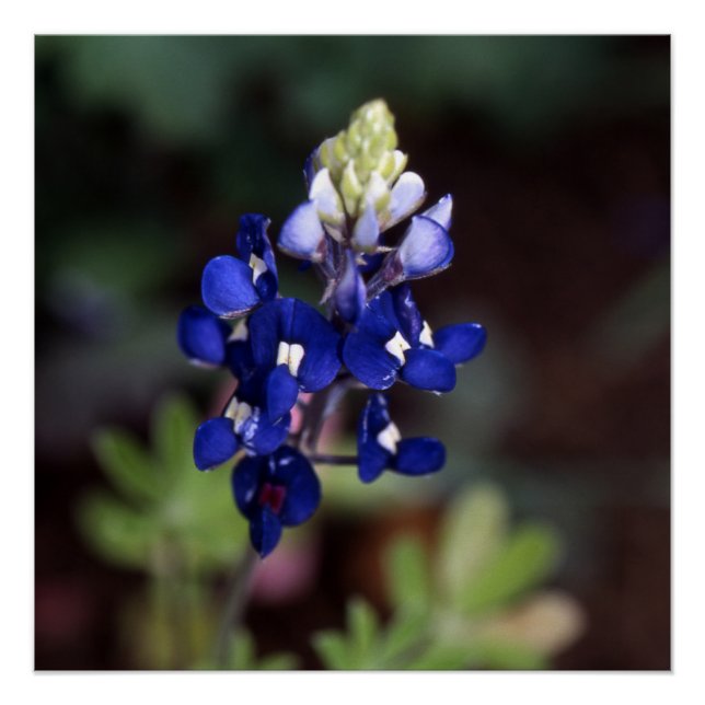 Lupinus texensis - Texas Bluebonnet Poster (Front)