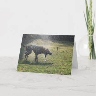 Lurcher After A Swim - Greeting Card