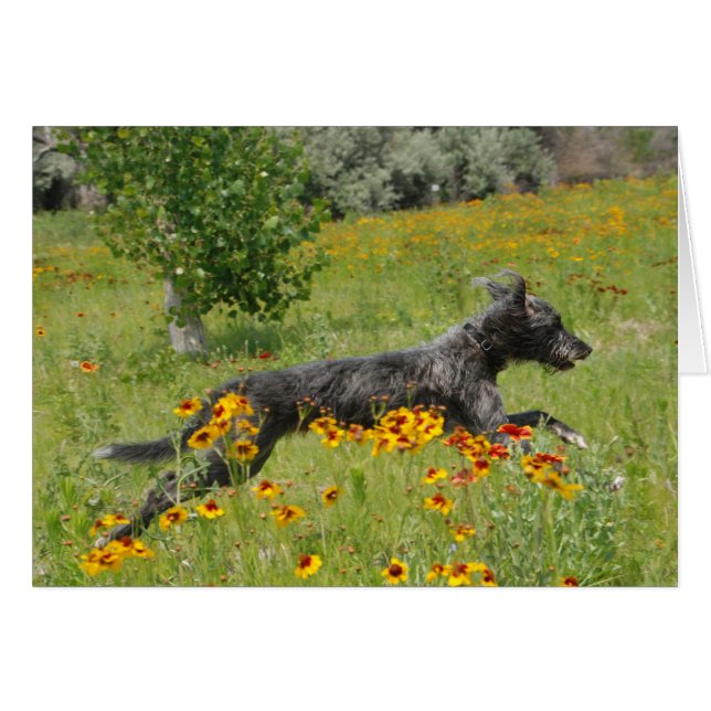 Lurcher courant par un gisement de fleur - carte (Devant horizontal)