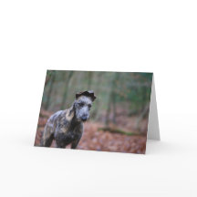 Lurcher in woodland greetings card