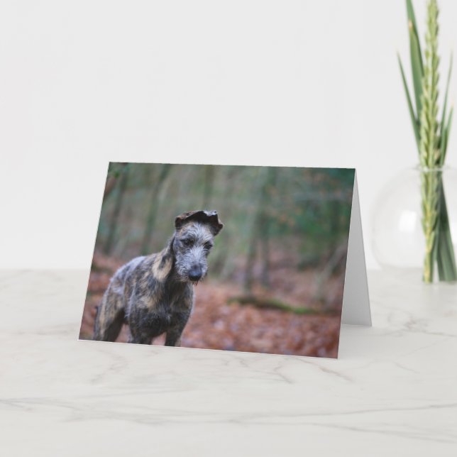 Lurcher in woodland greetings card (Front)
