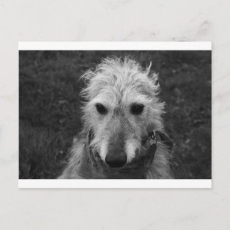 Lurcher Postcard