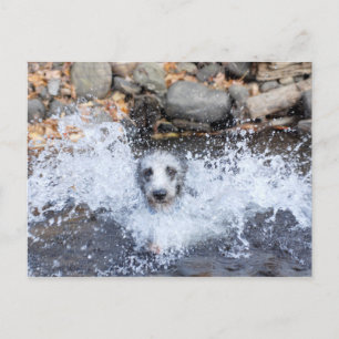Lurcher Swimming Postcard