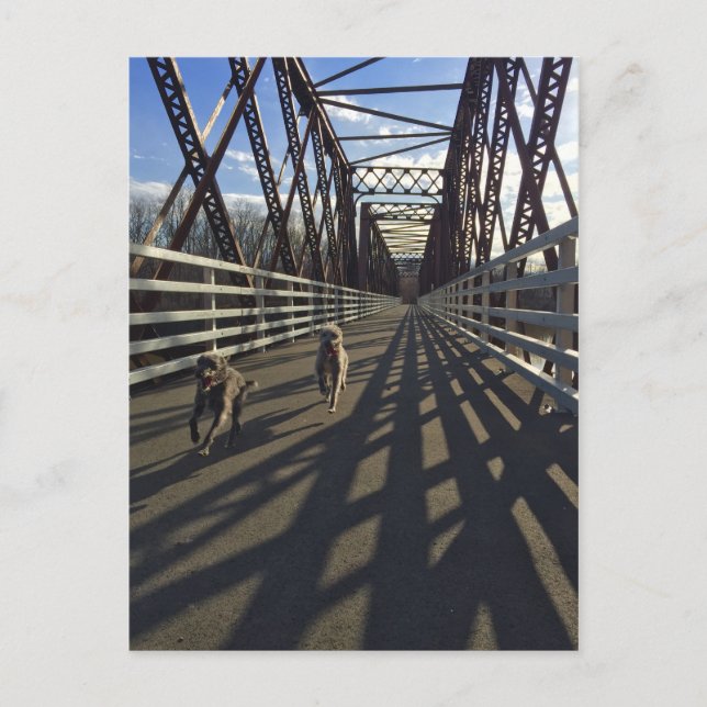 Lurchers Running Across A Bridge - Postcard (Front)