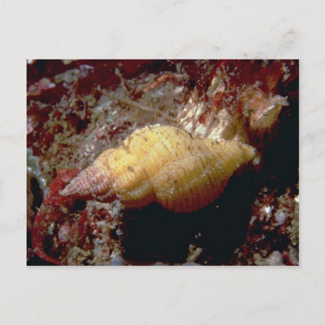 Lurid dwarf triton (Ocenebra lurida) Shell Postcard (Front)